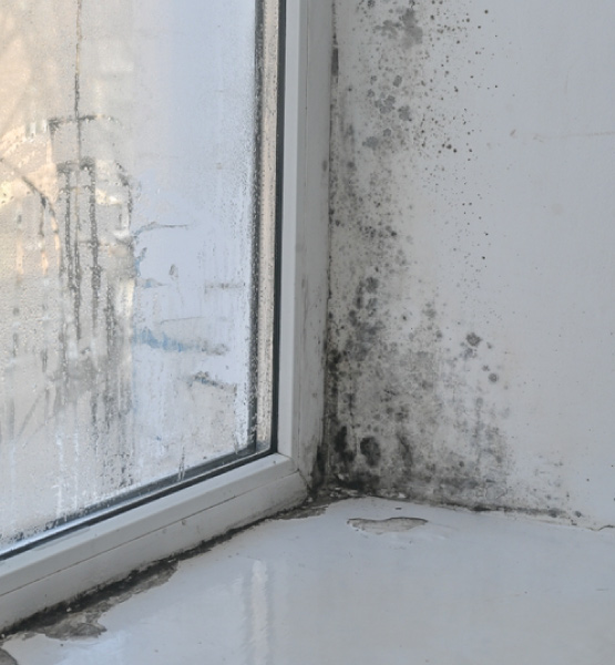 damp and mould on window sill