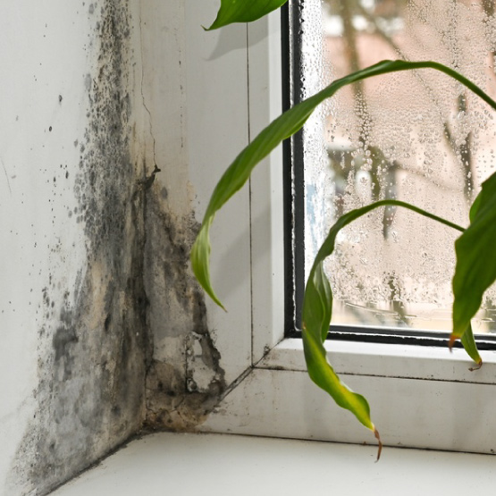 damp and mould